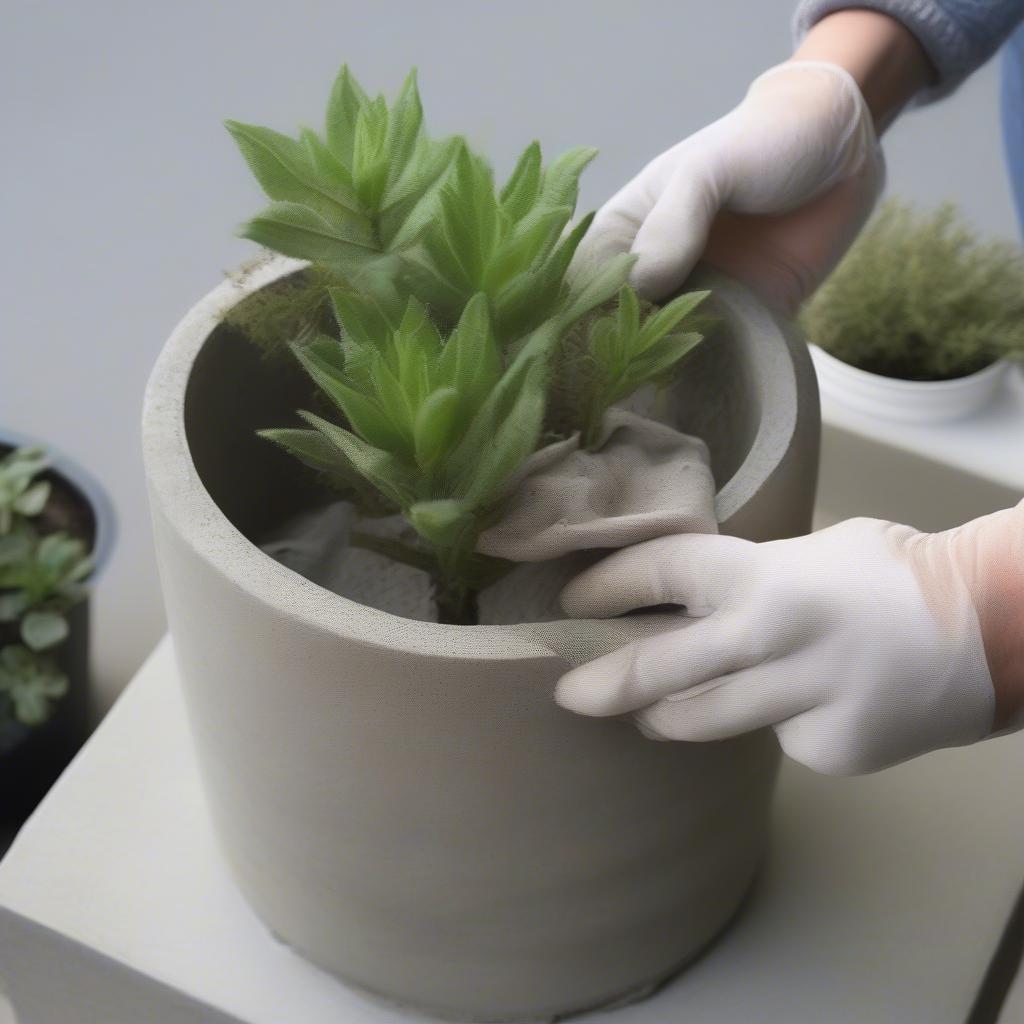 Cleaning a concrete planter with plants