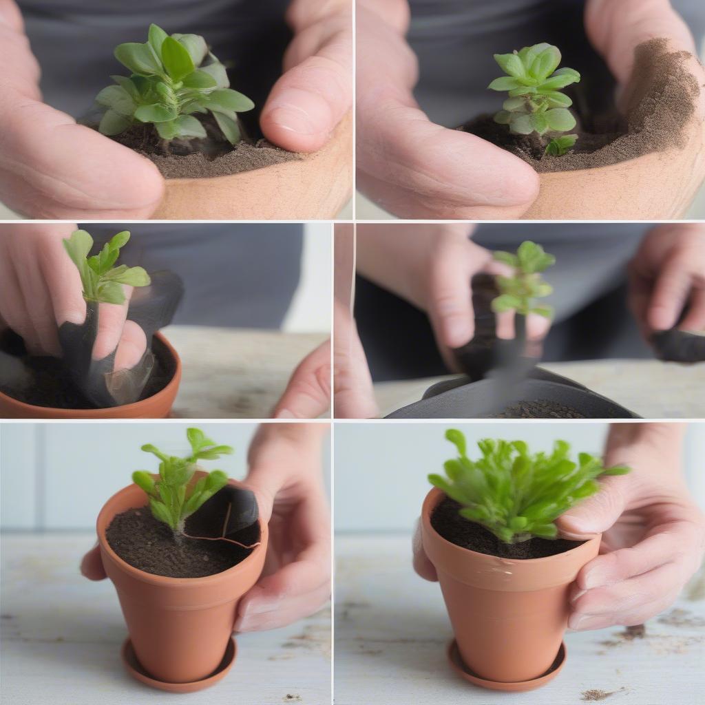 Repotting a Small Plant